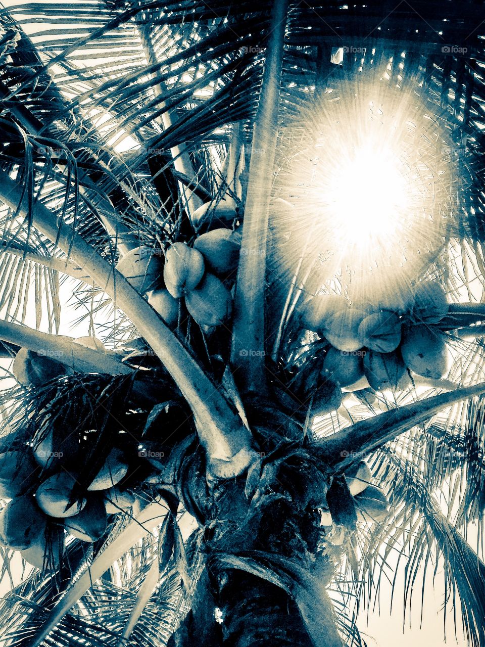 Beautiful natural jungle coconut 