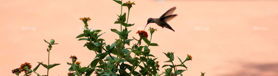 Hummingbird