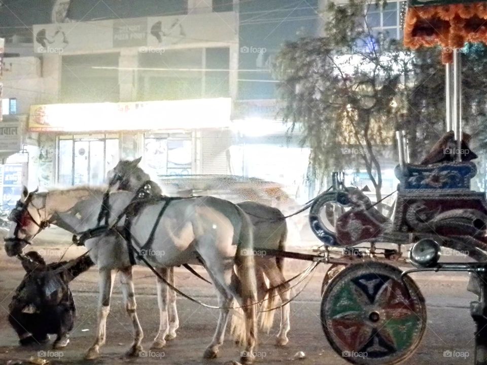 horse carriage