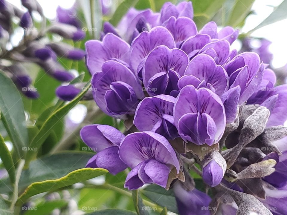 Native Texas purple mountain laurel