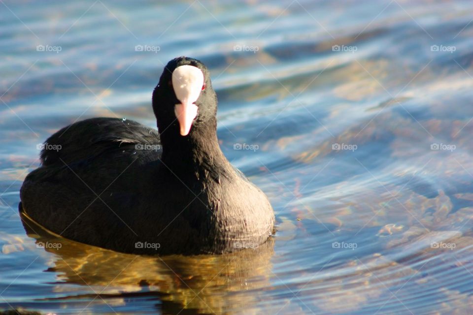 Coot swimming in river