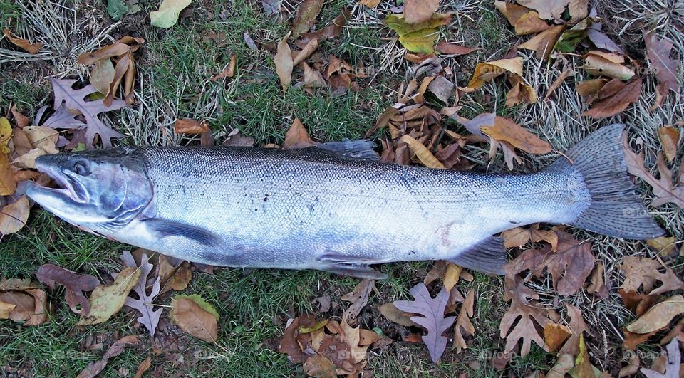 Steelhead