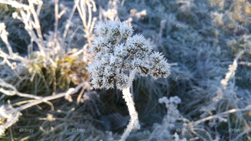 Frozen nature