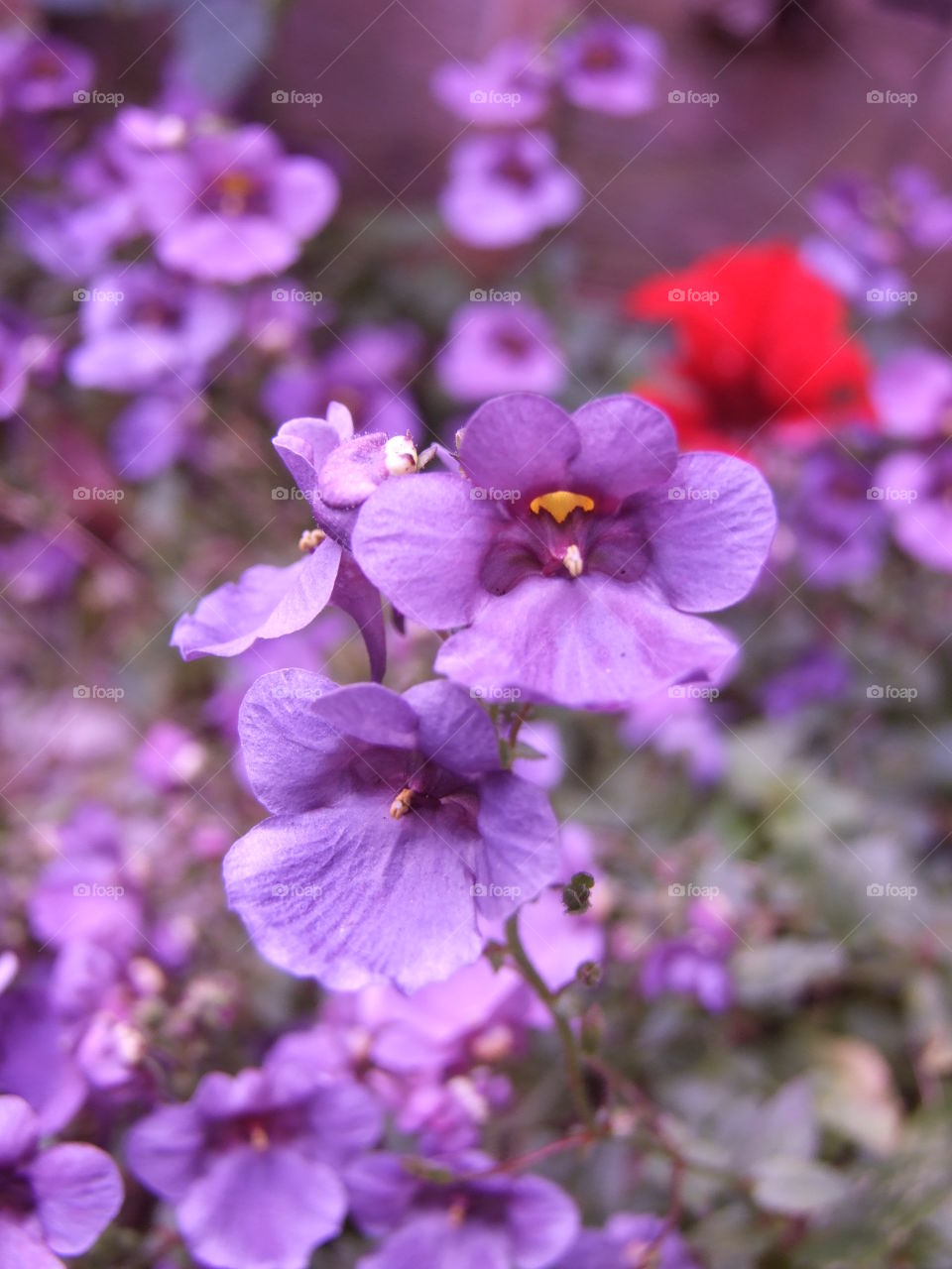 Purple flower with purple filter