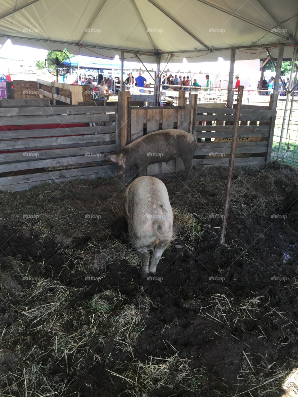Pigs- Bolton Fair