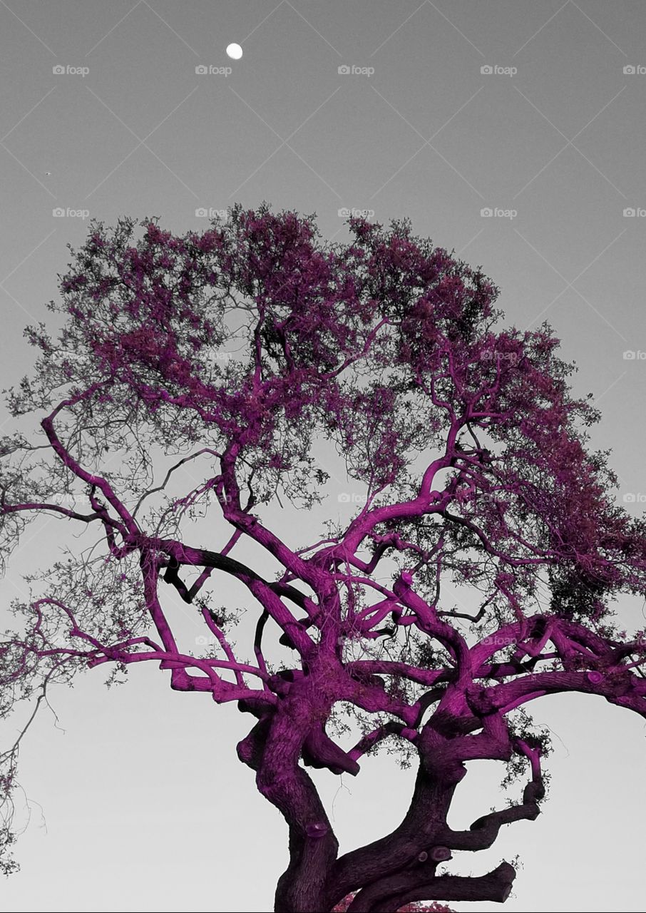 Magenta Tree and Moon