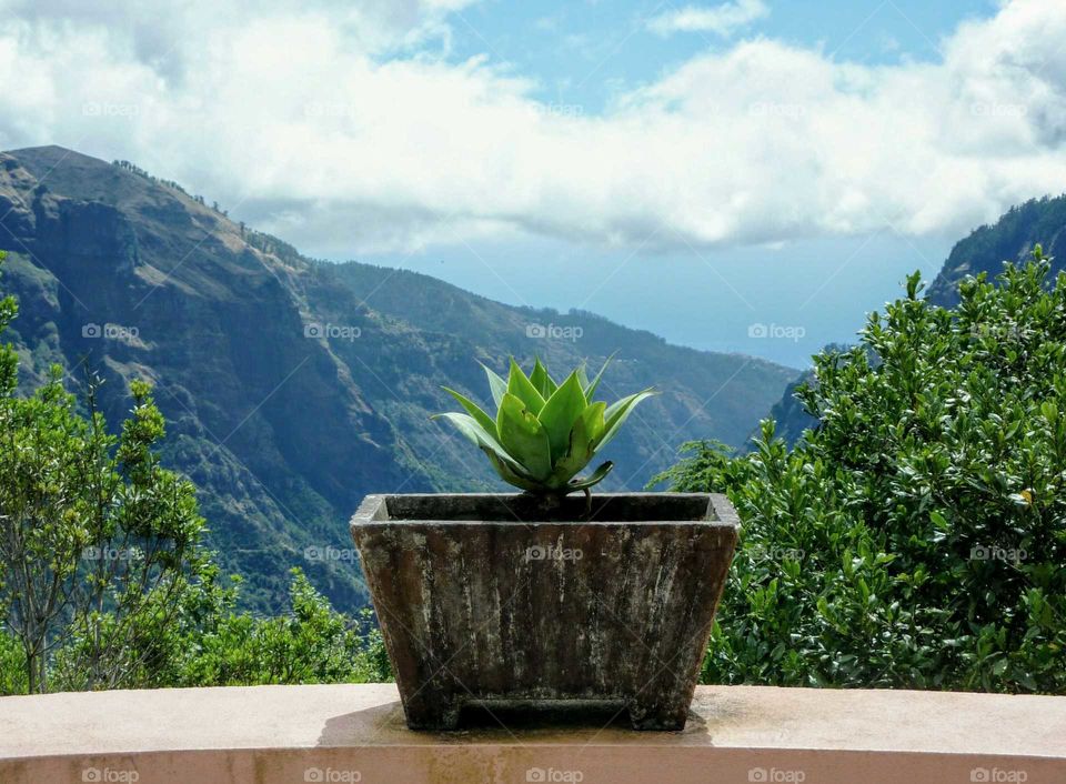 mountain view with potted plant in foreground
