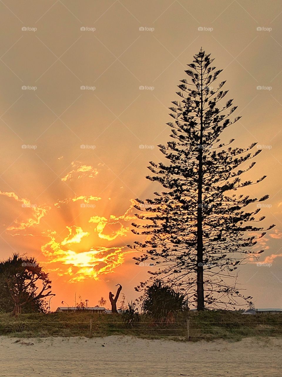 sunset and a big tree, Australia, Sunshine coast