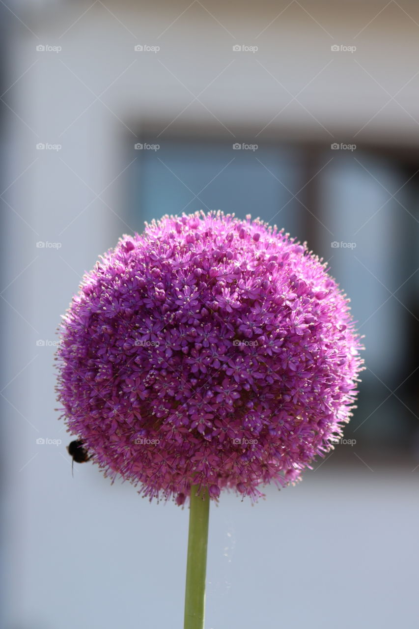 Pink Flower Ball