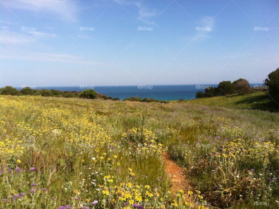 Field of Flowers and Sea