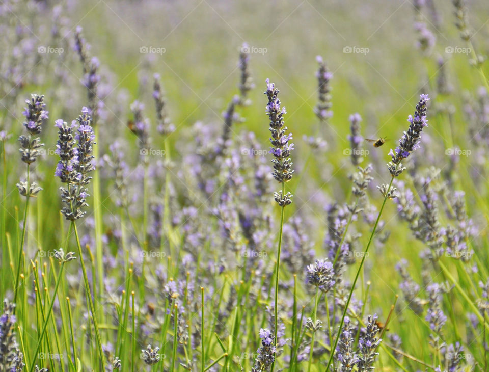 Lavender fields 