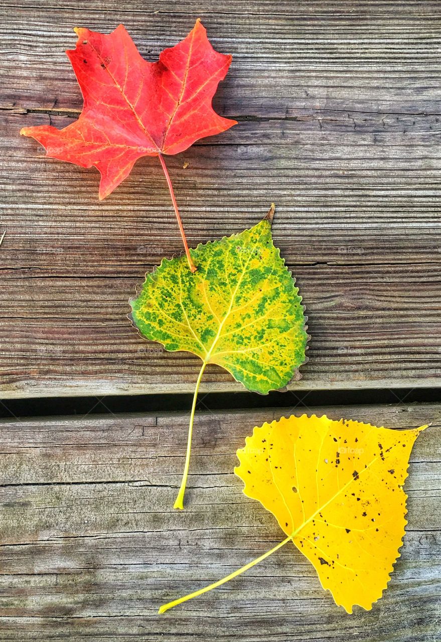 Variety of autumn leaves on wooden