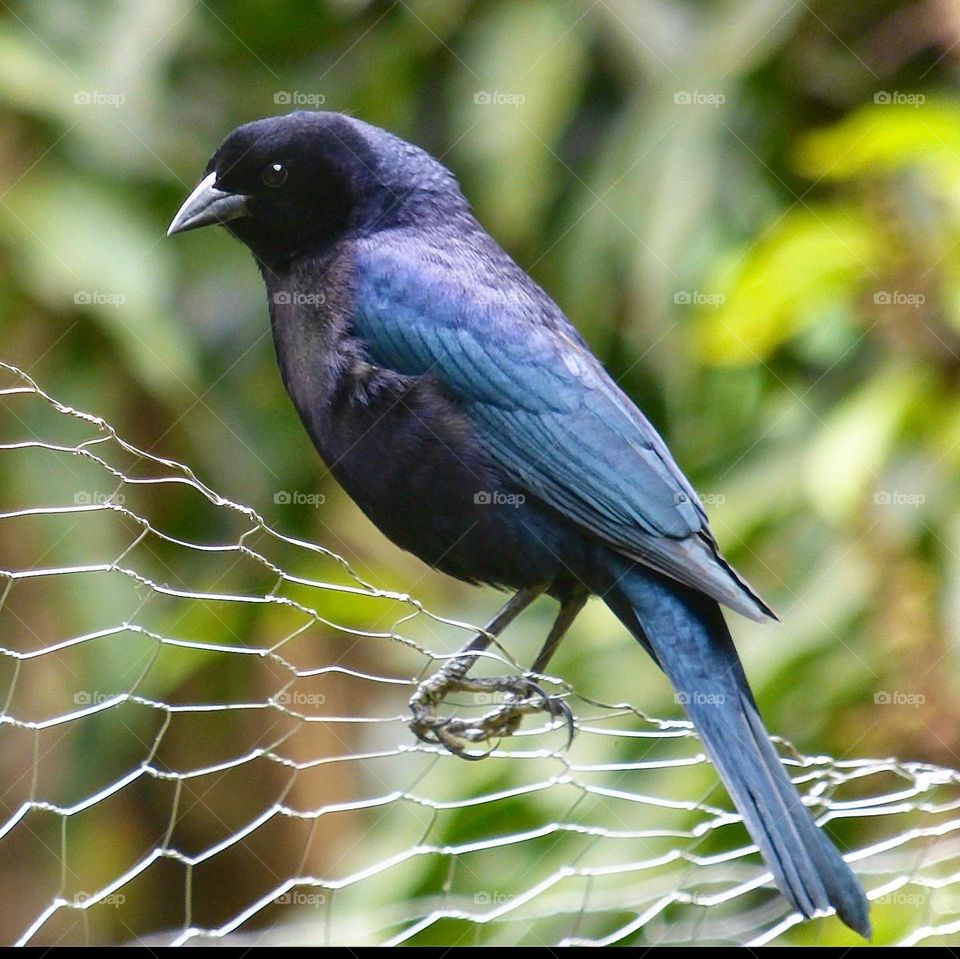 Purple bird. Beautiful nature