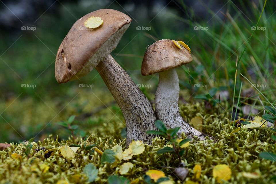 My beautiful autumn mushrooms,forest find,autumn morning,mushroom soup,mushroom,