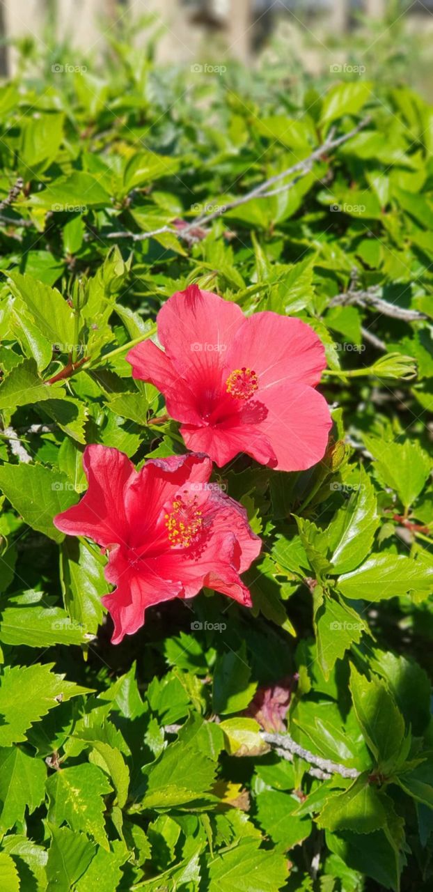 Flowers#garden#nature#color