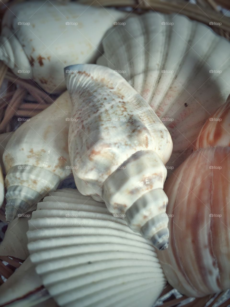 Close-up of sea shells