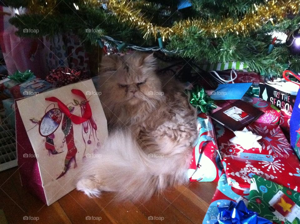 Our Persian cat squeezing in amongst the Christmas Presents, in order to supervise their proper placement!!