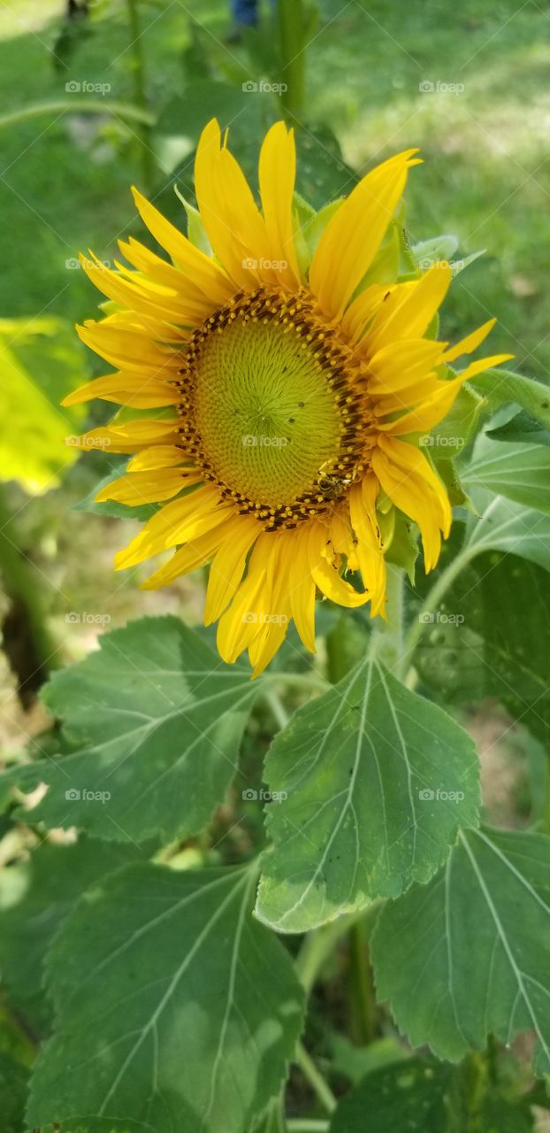 sunflower from Tennessee