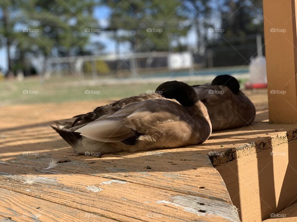 Ducks 