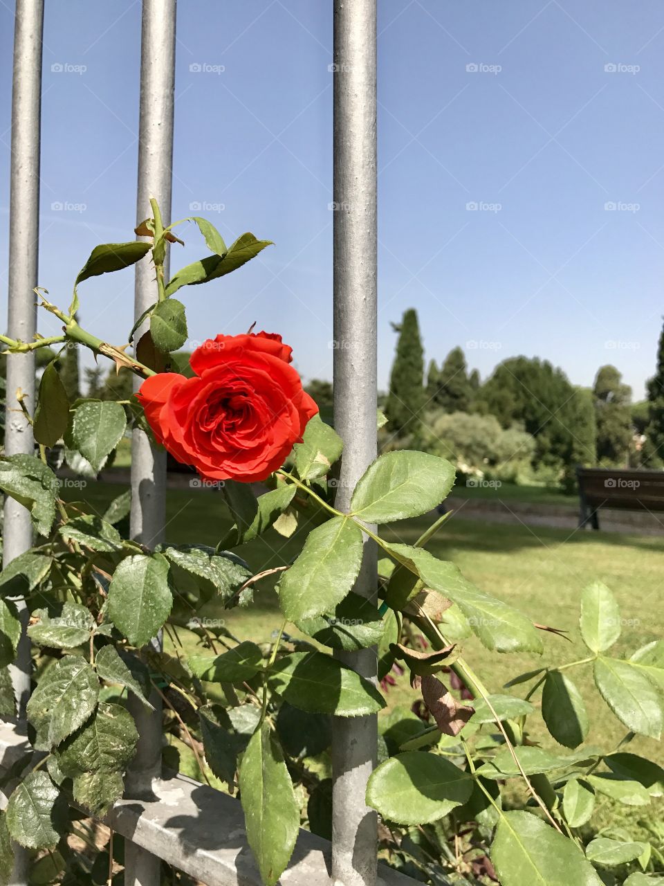 Gorgeous red rose blooming through the gate at the Rome Rose Garden, Rome, Italy