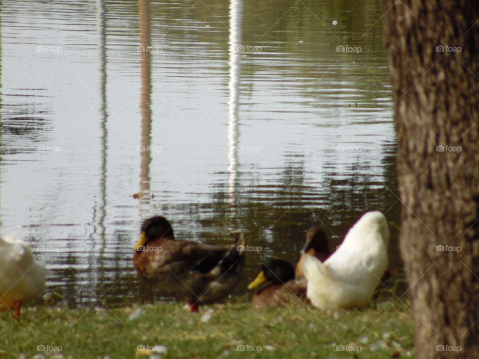 daffy family 👪. This is a picture of some ducks. 👣 🚶 🏃 🔥 💨