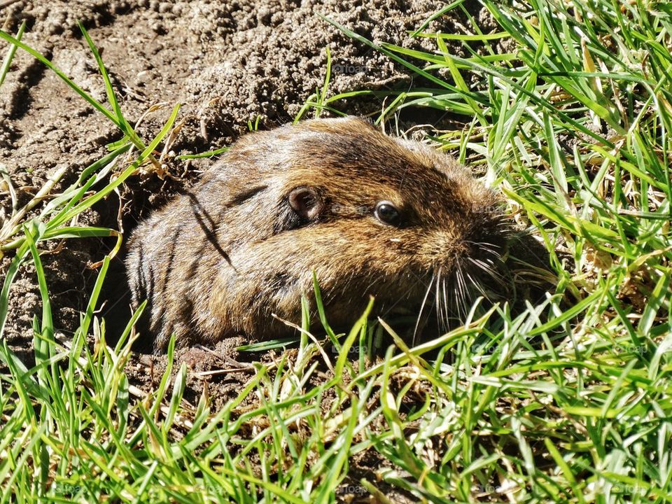 Gopher Poking Out Of A Hole