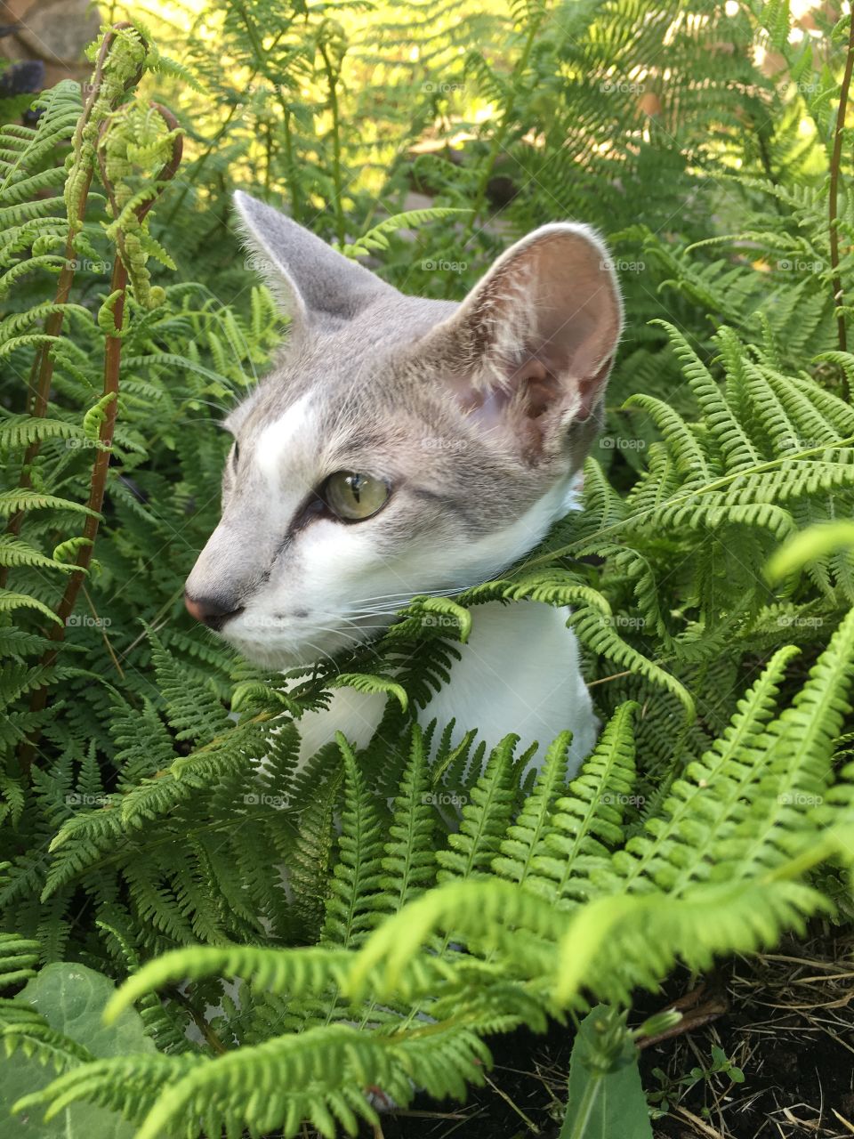 Cat model girl Oriental summer time ferns