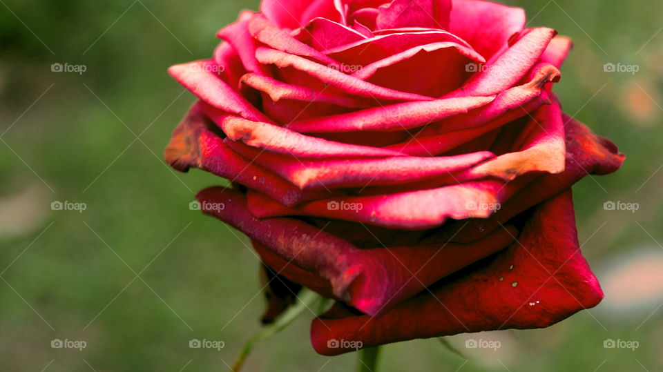 beautiful rose