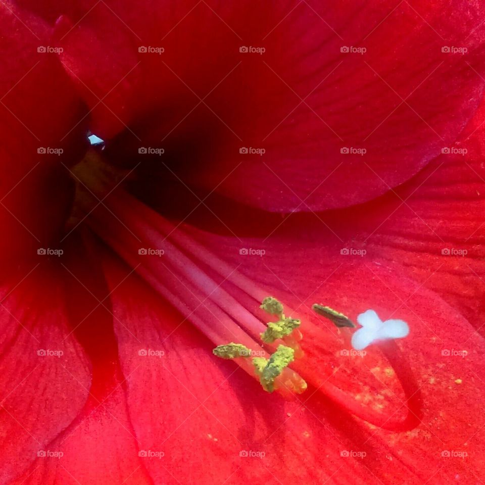 Red Amaryllis closeup