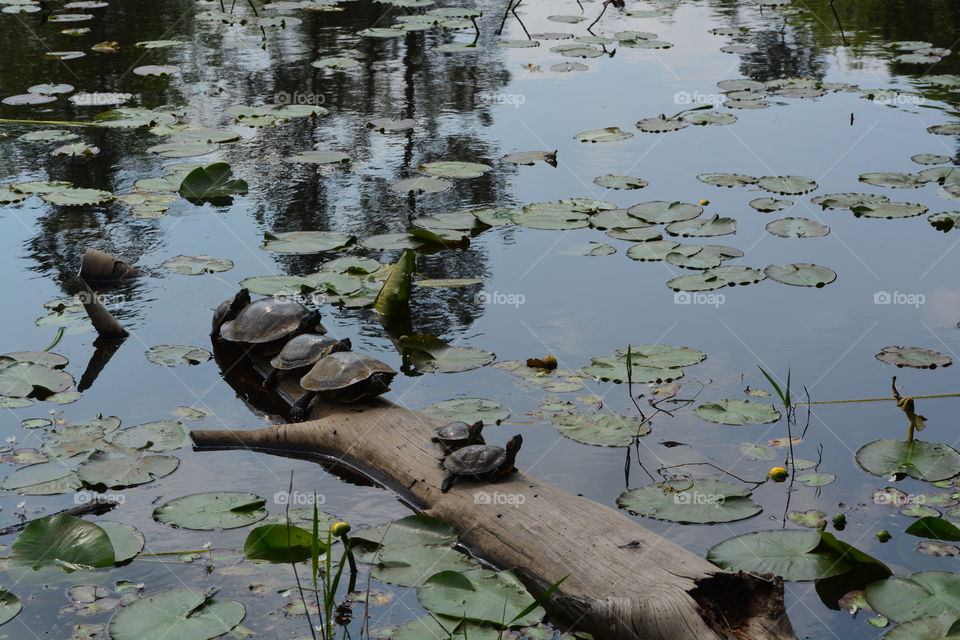 Bunch of turtles setting on a tree limb in a pond