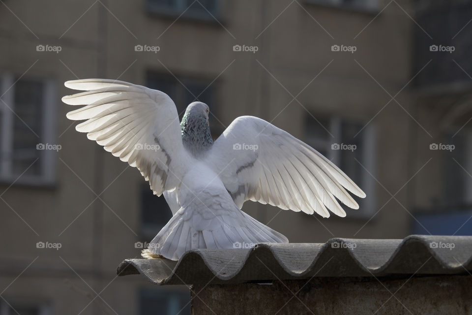 white pigeon with spread wings