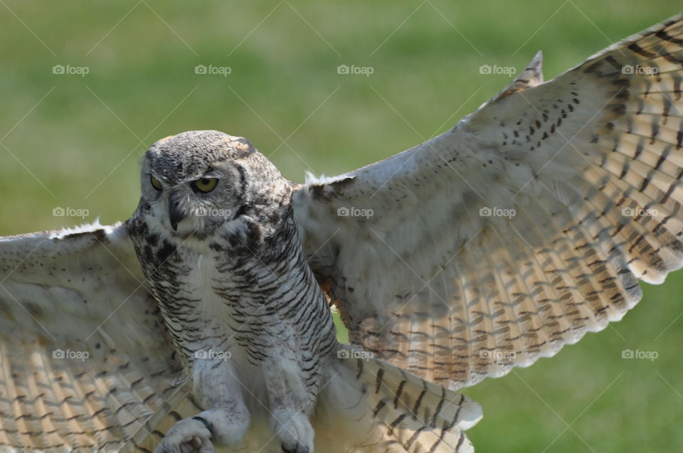 Majestic owl