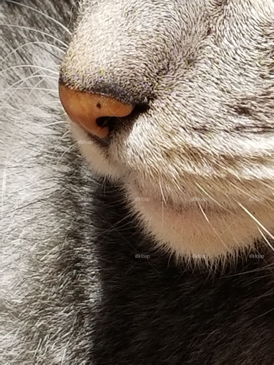 Kitty nose knows.