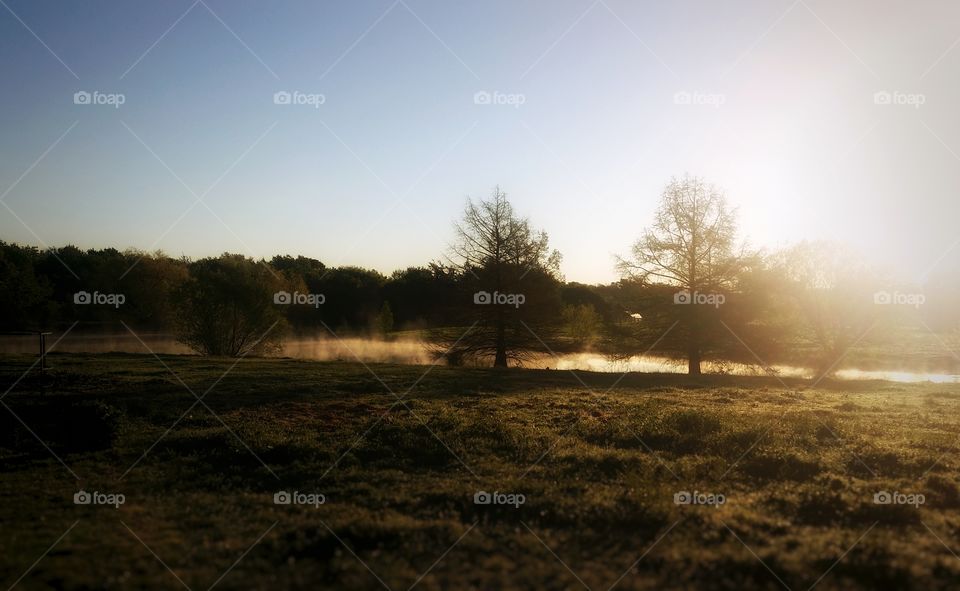 Foggy morning on the pond