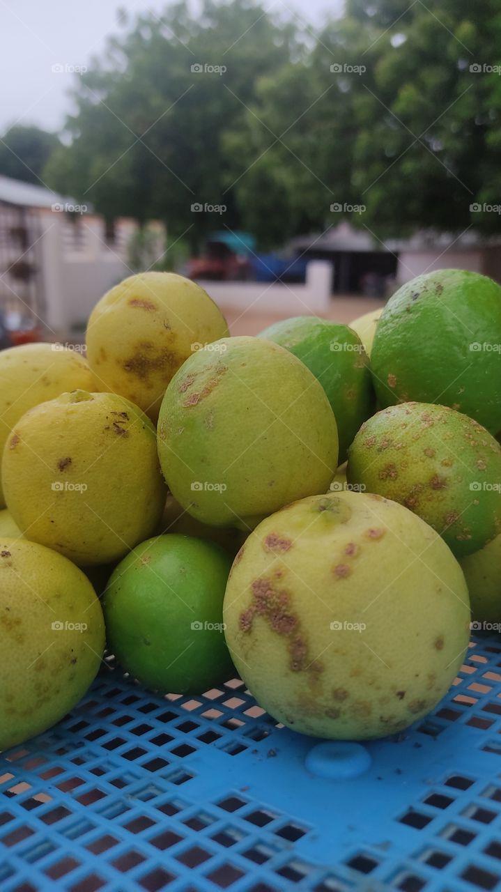 lemon fruit in my farm click by xiaomi redmi note 9 pro
