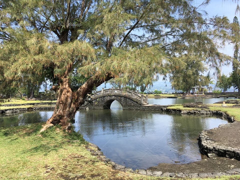 Tree and arched Bridge in Liliuokalani park Hilo Hawaii