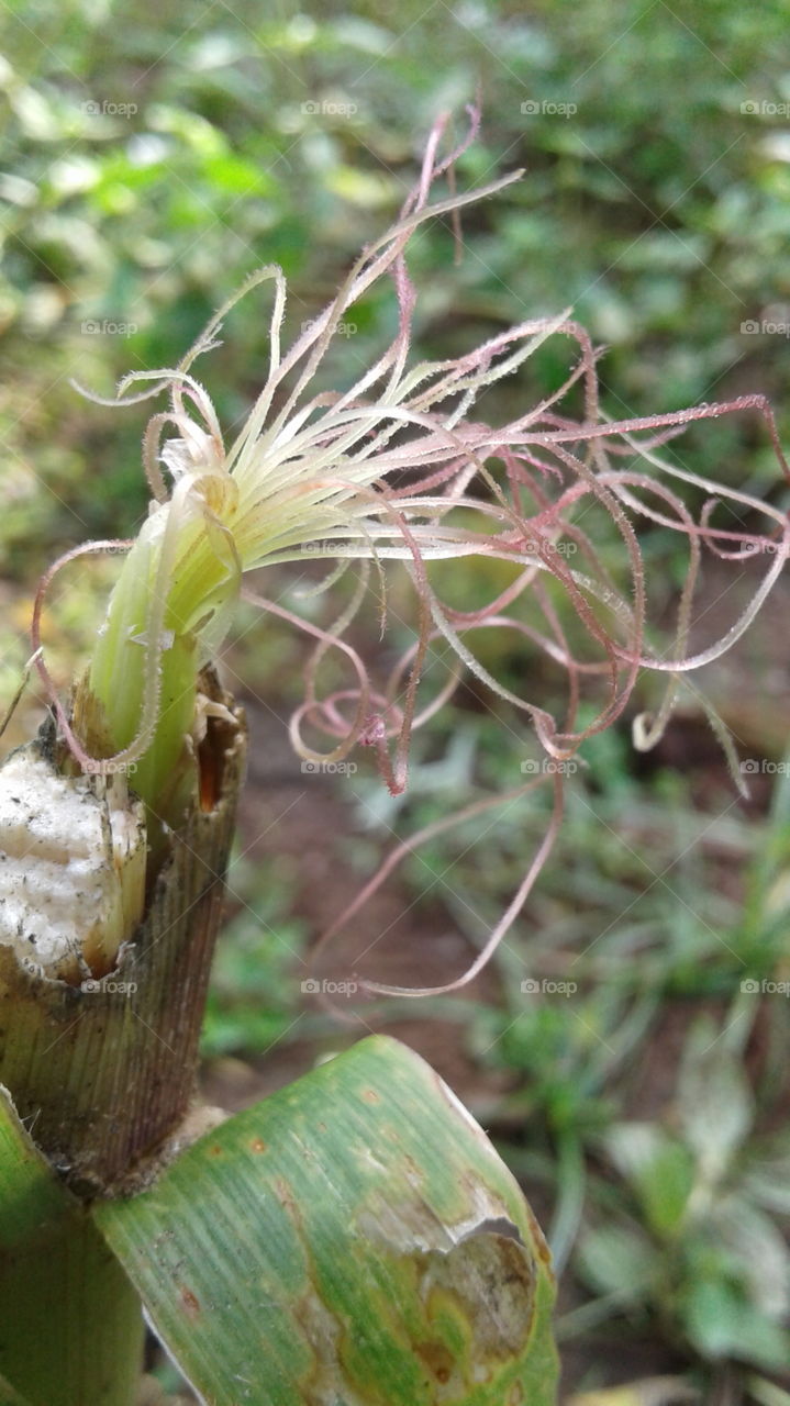 corn hair