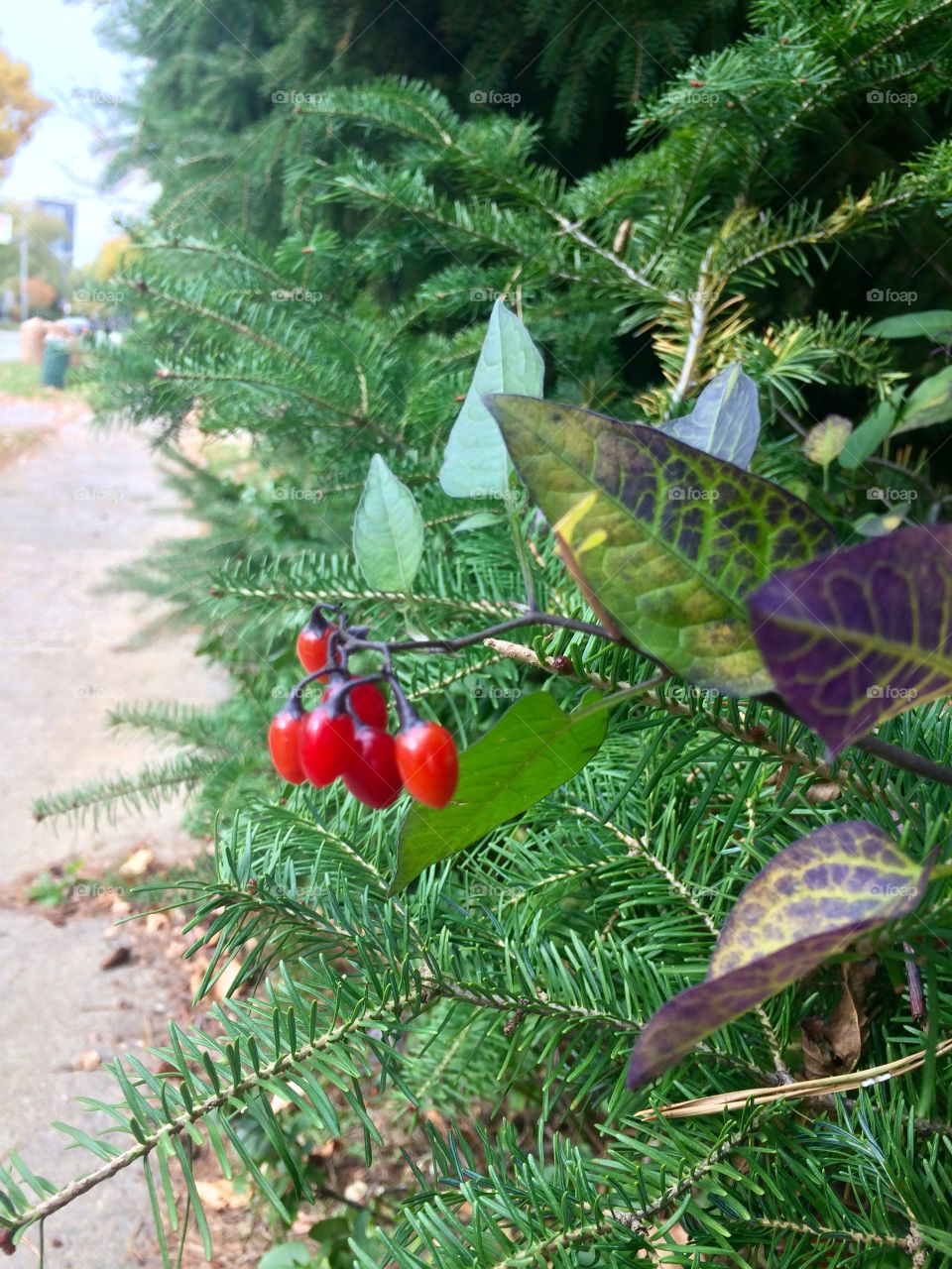 Autumn in Toronto 