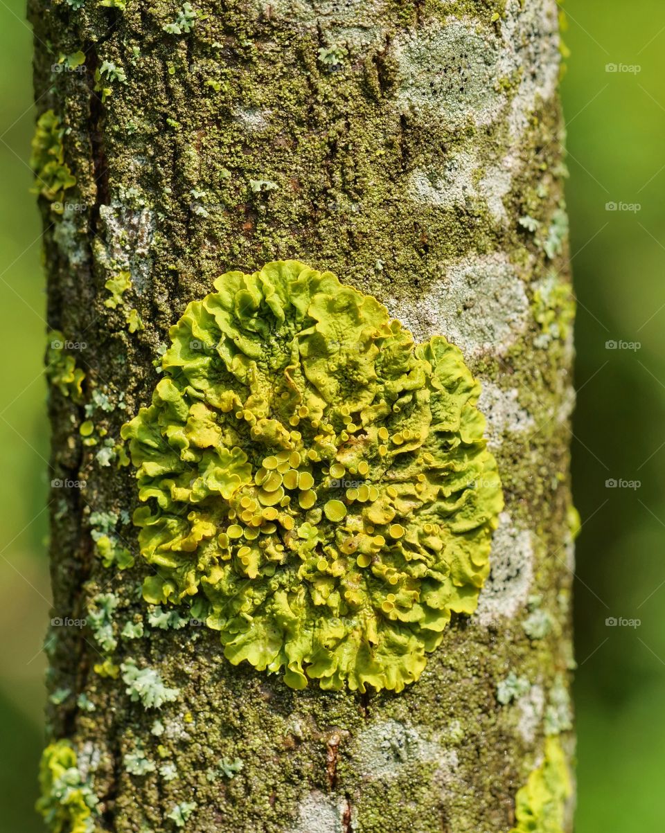 Tree lichens