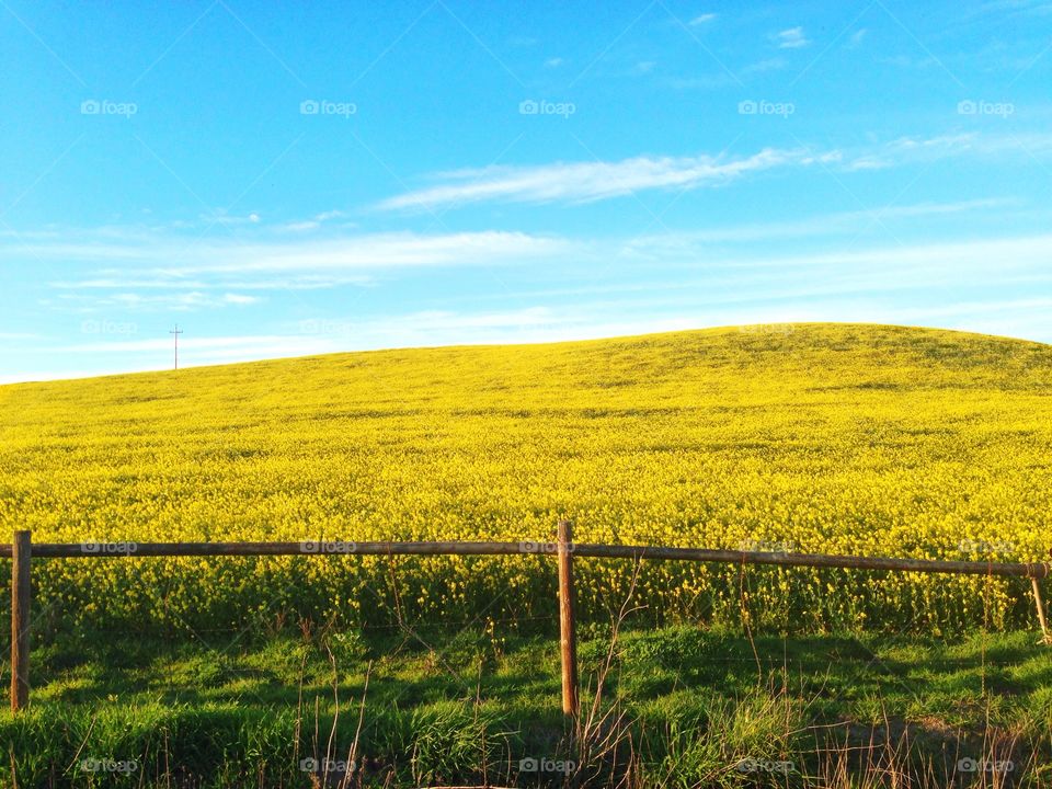 Yellow flower pasture 