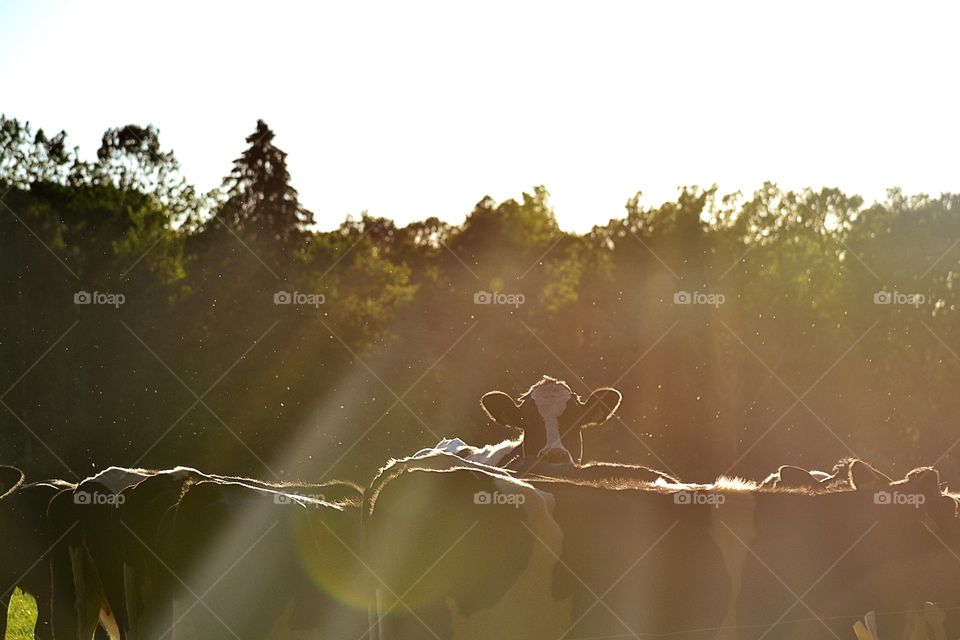 Sunlight on cows