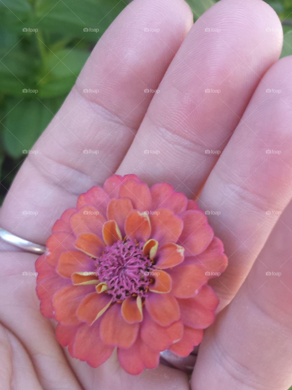 handful of color (orange)