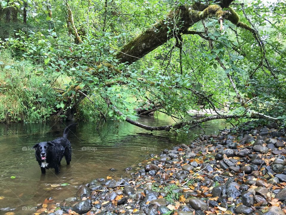 Black dog playing in a stream in the summer forest in the Pacific Northwest. 