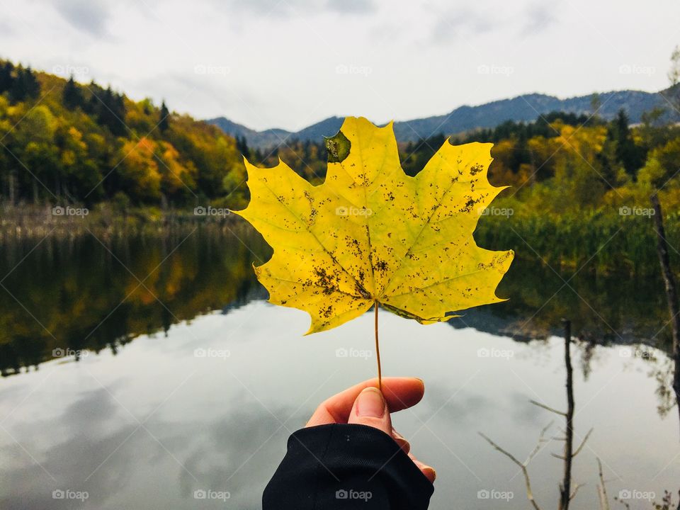 Hand holding yellow leaf with lake and yellow trees in the background