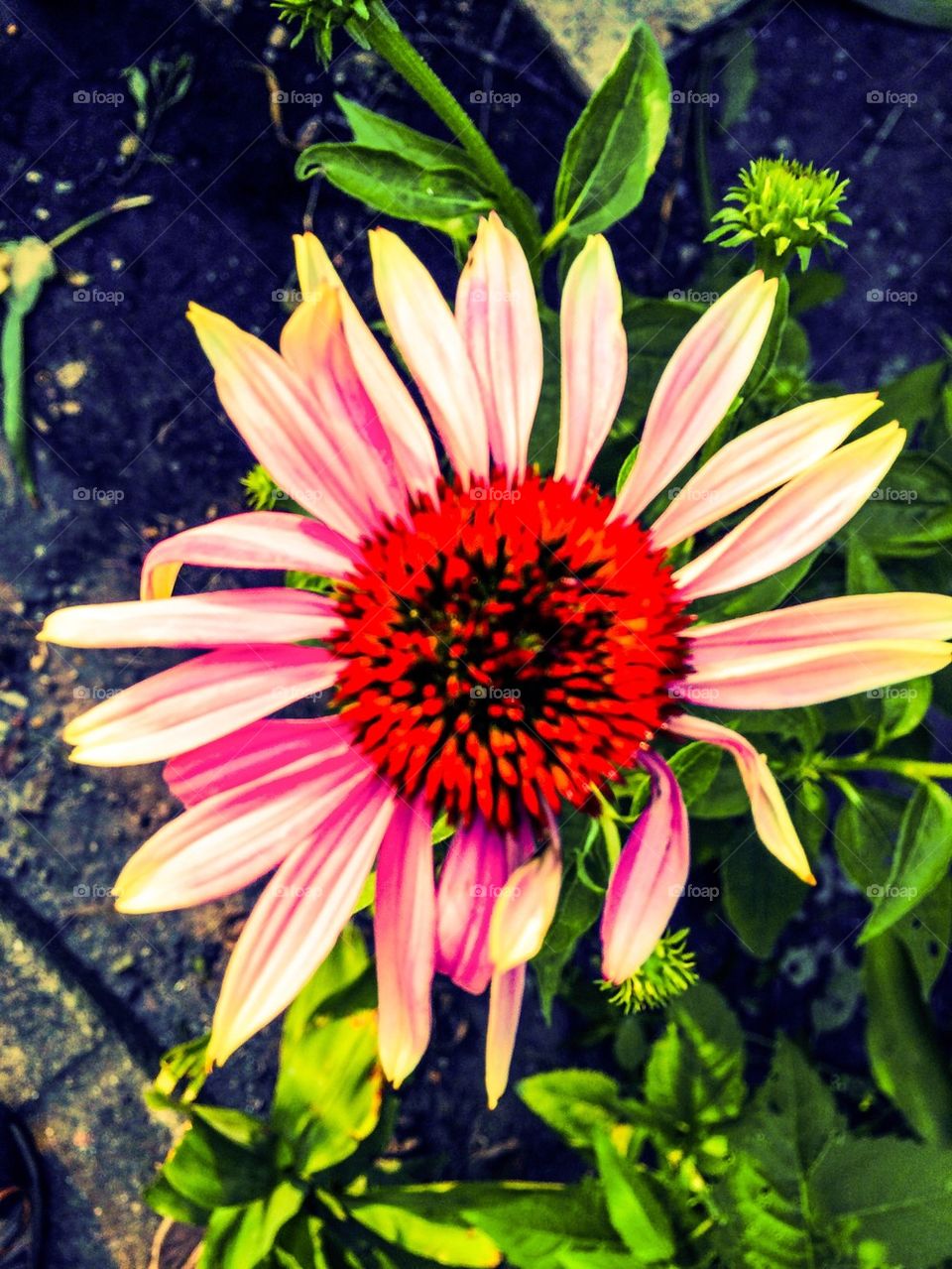 Cone flower
