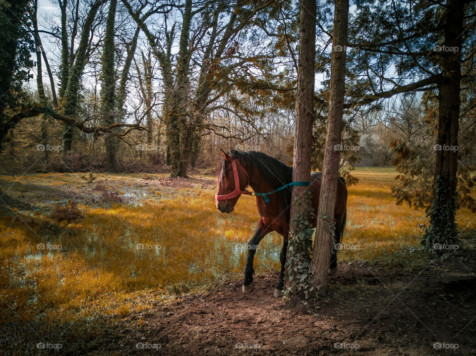 Horse alone in the beautiful nature