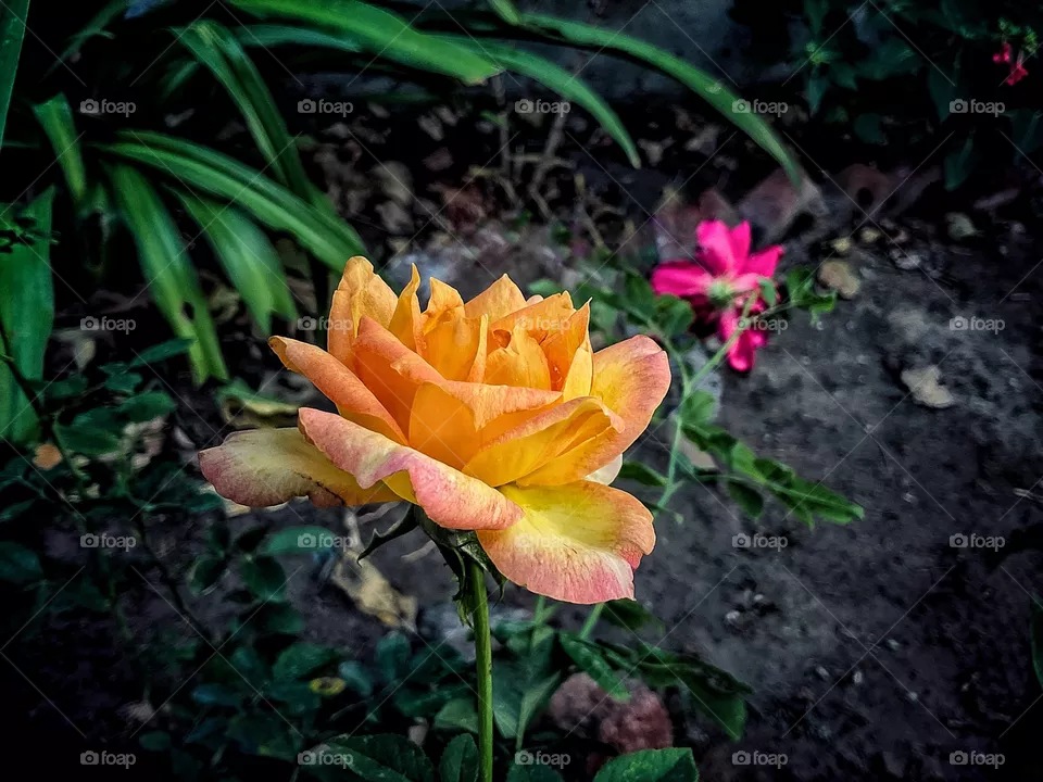 yellow rose