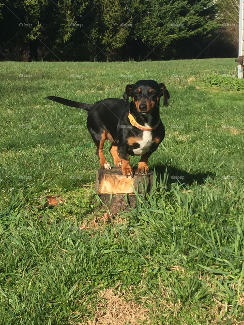  "Milli" standing on a stump to feel taller. 