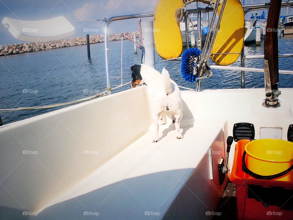 Dog standing in a boat