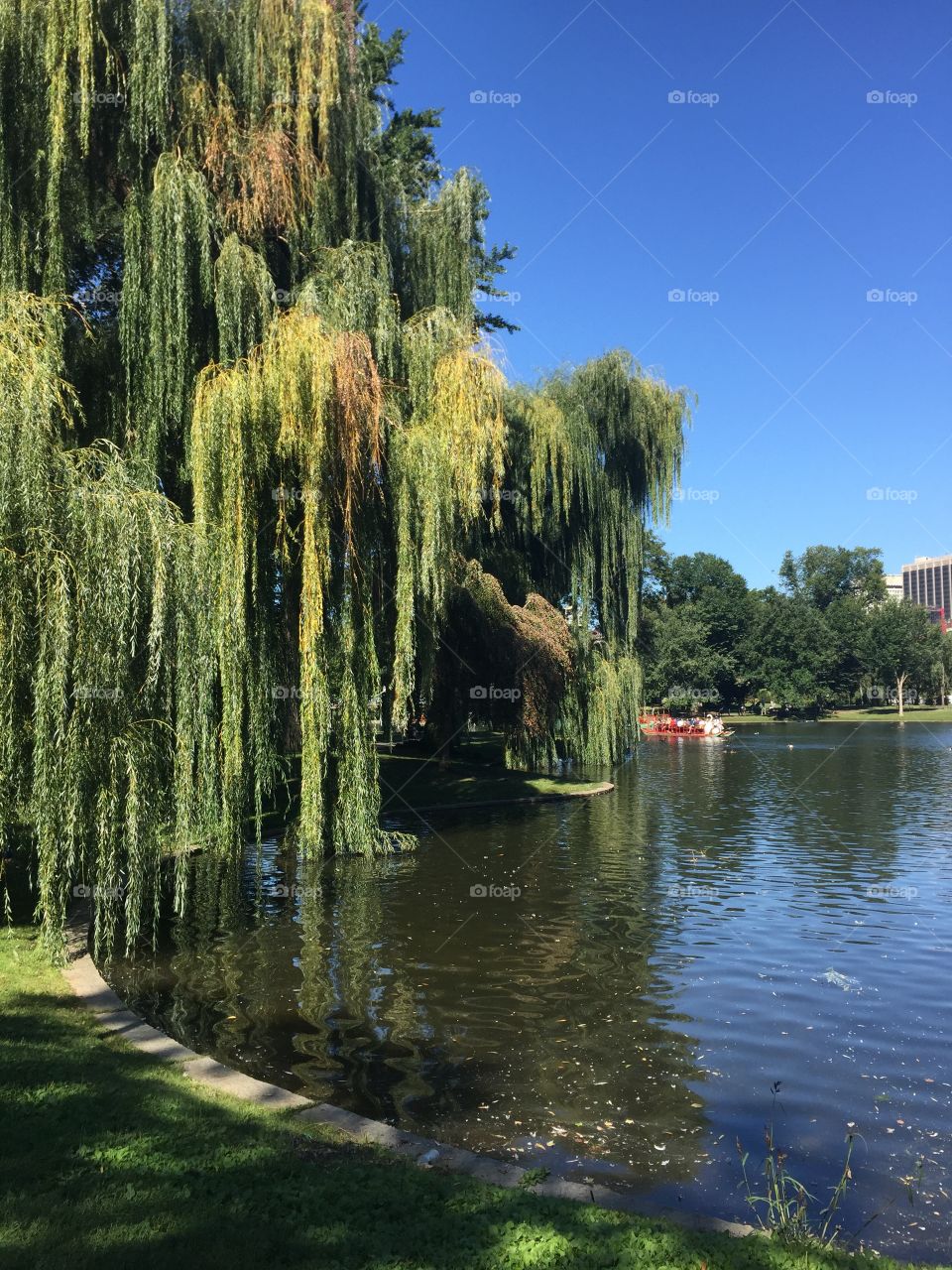 Willow tree in Boston Public Gardens 